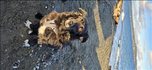 Massage Therapist Image