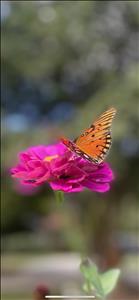 Massage Therapist Image