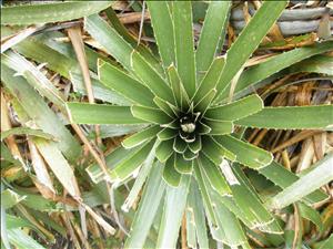 Massage Therapist Image