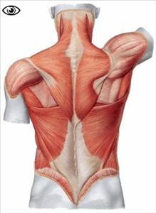 Massage Therapist Image