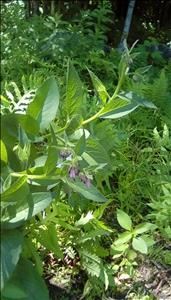 Massage Therapist Image