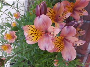 Massage Therapist Image